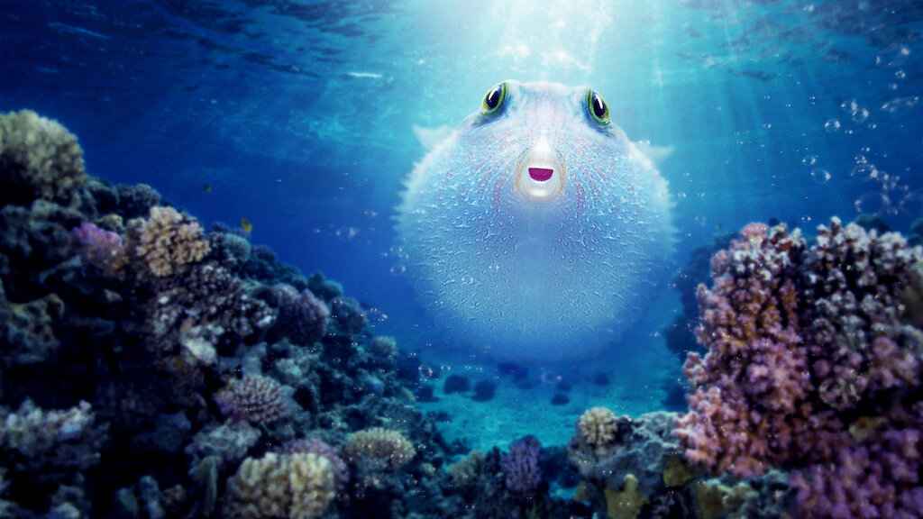 puff-wonders-of-the-reef-in-Japan-on-netflix